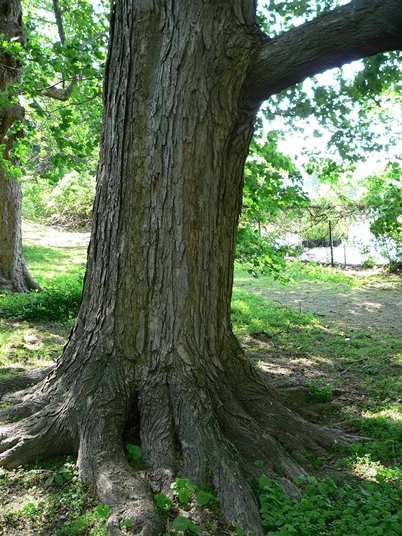 {Acer saccharum}